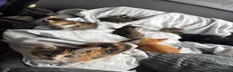 Mixed Breed cats for sale: 🐱 Six Kittens Looking for Loving Homes! 🐾 - Advert 15