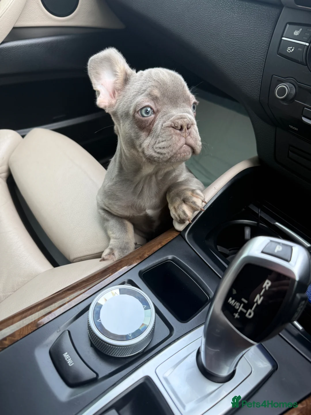 French Bulldog dogs for sale: ✨FrenchBulldog Puppy LilacTan Male Available Now!✨ - Advert 2