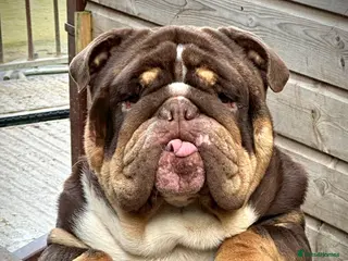 English Bulldog dogs Grandson of the Legendary City’s Ace in London - Advert 3