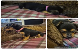 Jack Russell dogs for sale: 3 beautiful jack russell puppies now available  - Image 4