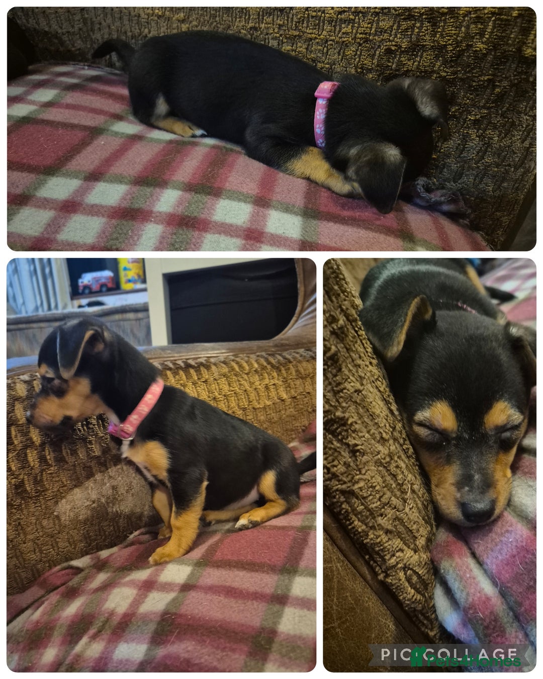 Jack Russell dogs for sale: 3 beautiful jack russell puppies now available  - Image 4