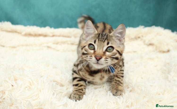 Bengal cats - Advert 7