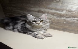 Maine Coon cats for sale: TICA Active Silver Female  - Image 3