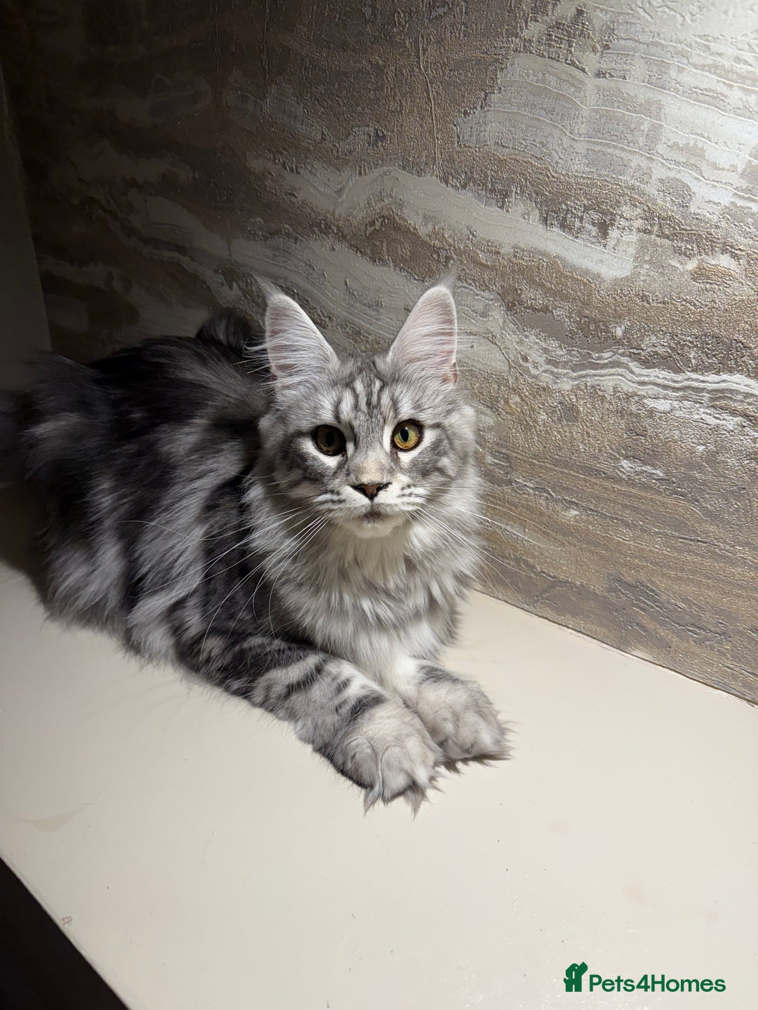 Maine Coon cats for sale: TICA Active Silver Female  - Image 3