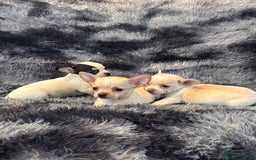 Chihuahua dogs for sale: Chihuahua puppy’s  - Image 5