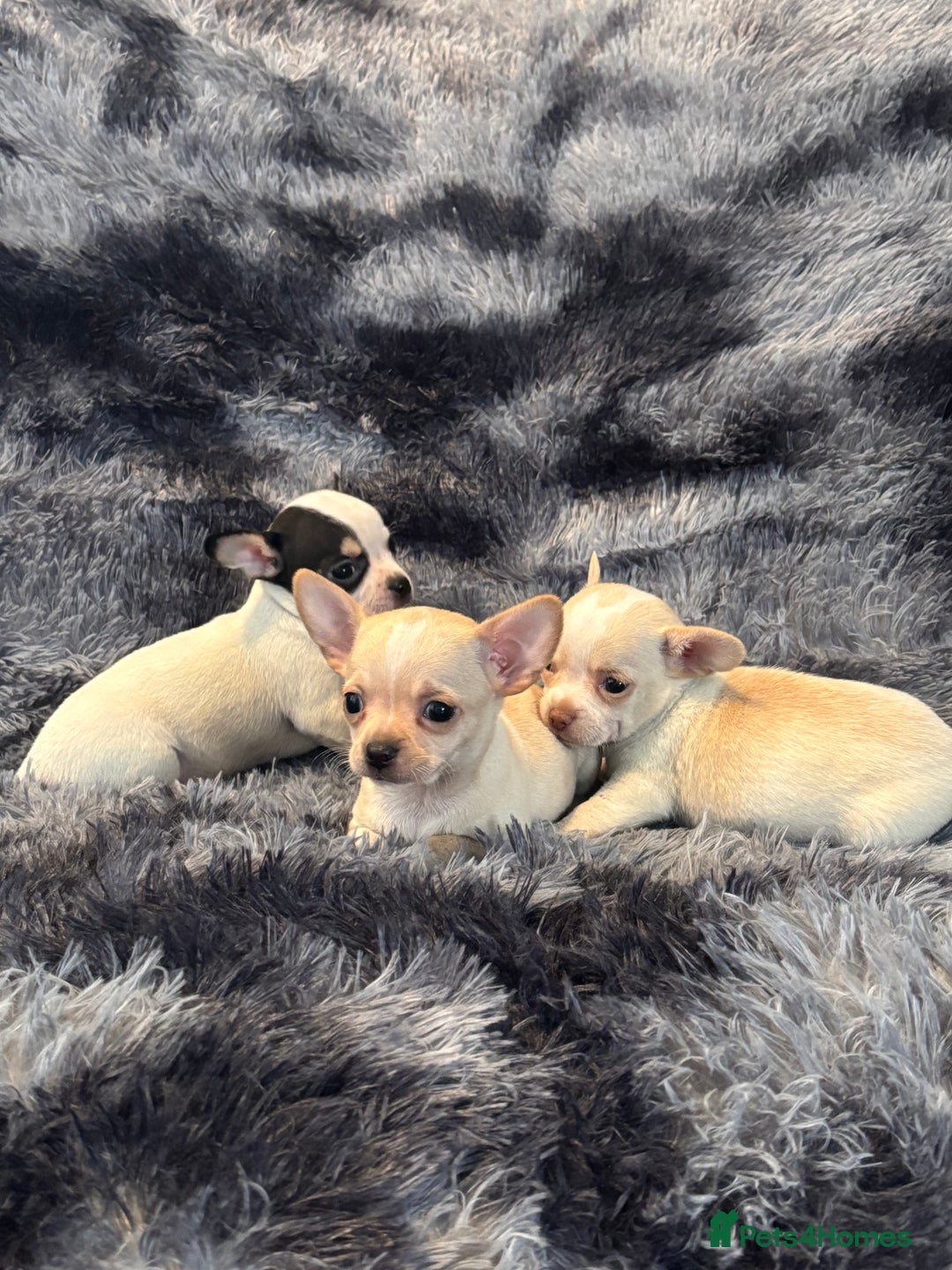 Chihuahua dogs for sale: Chihuahua puppy’s  - Image 5