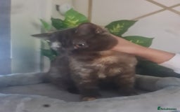 British Shorthair cats for sale: Pure British Shorthair kittens ready to leave  in Birmingham - Image 6
