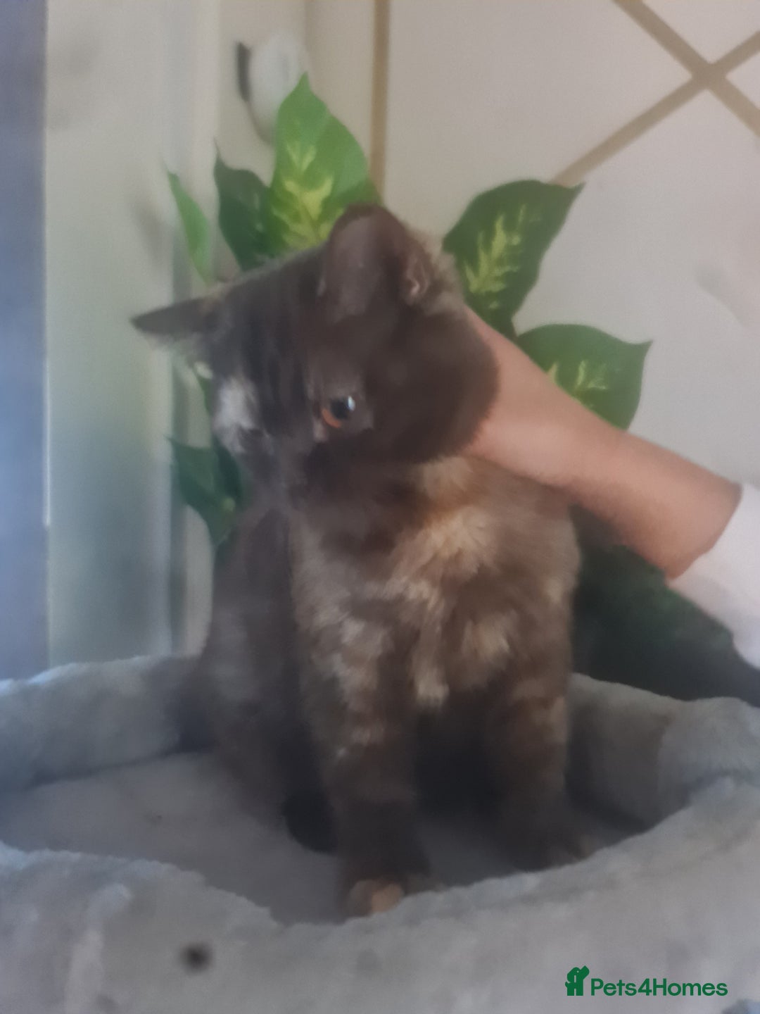 British Shorthair cats for sale: Pure British Shorthair kittens ready to leave  in Birmingham - Image 6