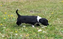 Mixed Breed dogs for sale: Spaniel Collie Cross Puppies  - Image 20
