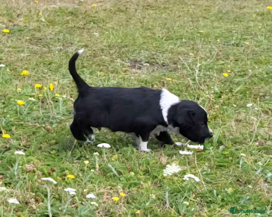 Mixed Breed dogs for sale: Spaniel Collie Cross Puppies  - Image 20
