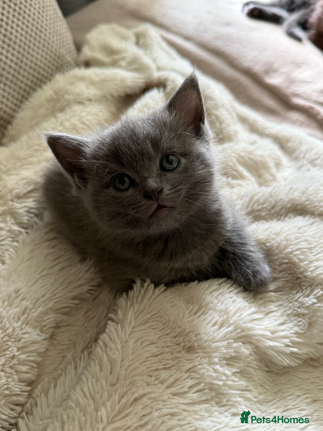 Ragdoll cats for sale: Ready Now Ragdoll x British Shorthair kittens  - Image 11