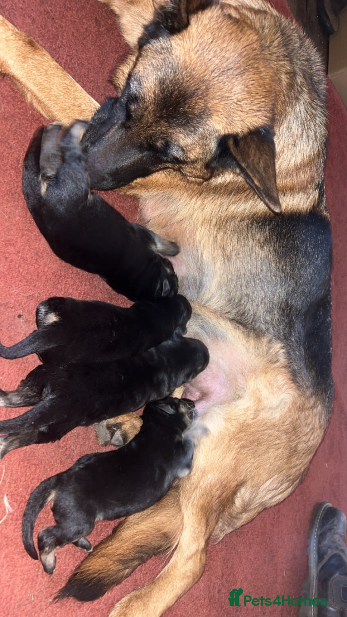 German Shepherd dogs old school shepherd puppies - Advert 10