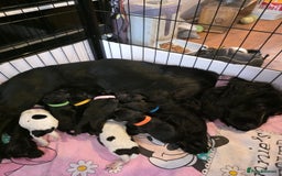 Cocker Spaniel dogs for sale: Beautiful cocker spaniel pups - Image 9