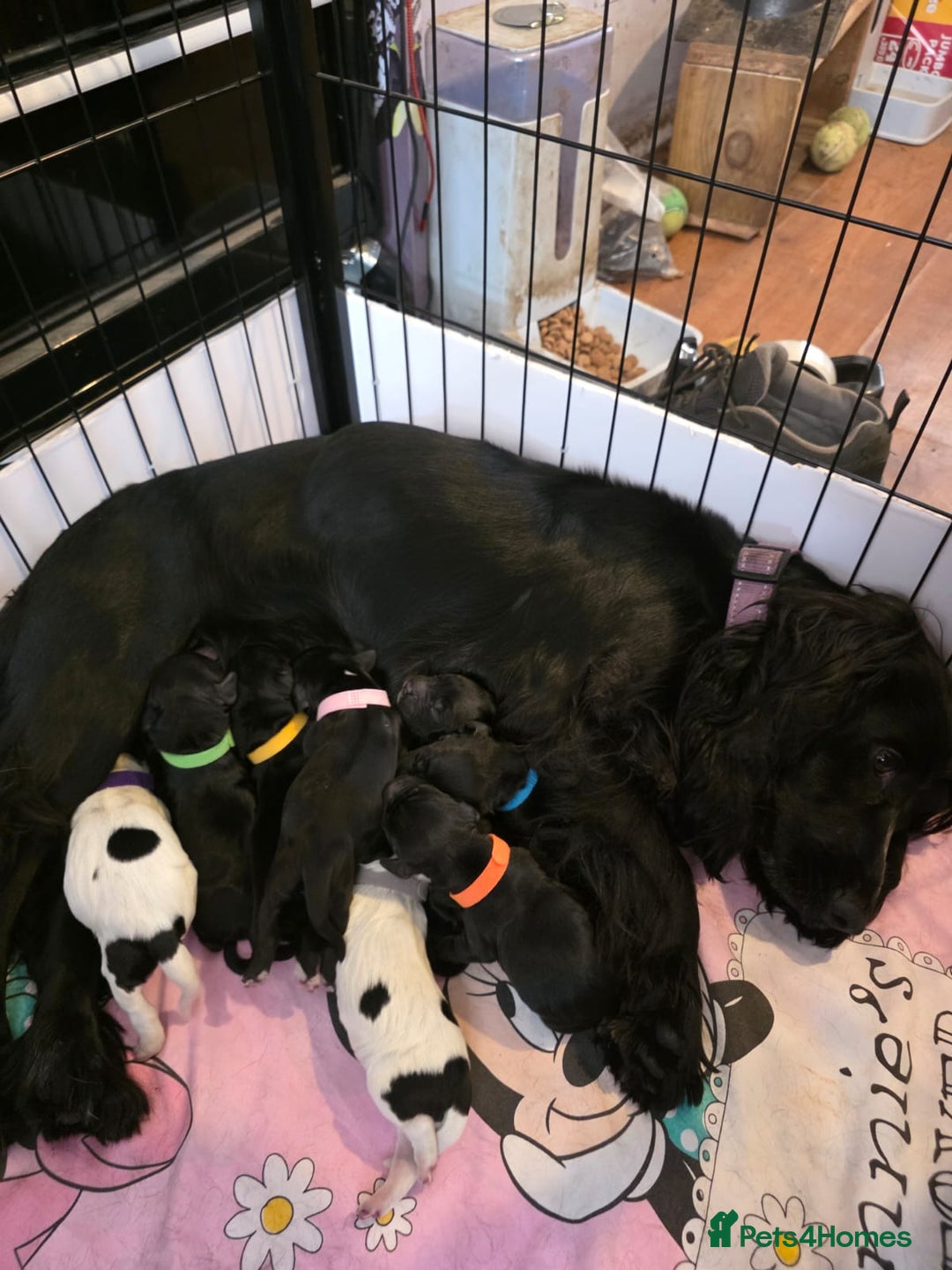 Cocker Spaniel dogs for sale: Beautiful cocker spaniel pups - Image 9