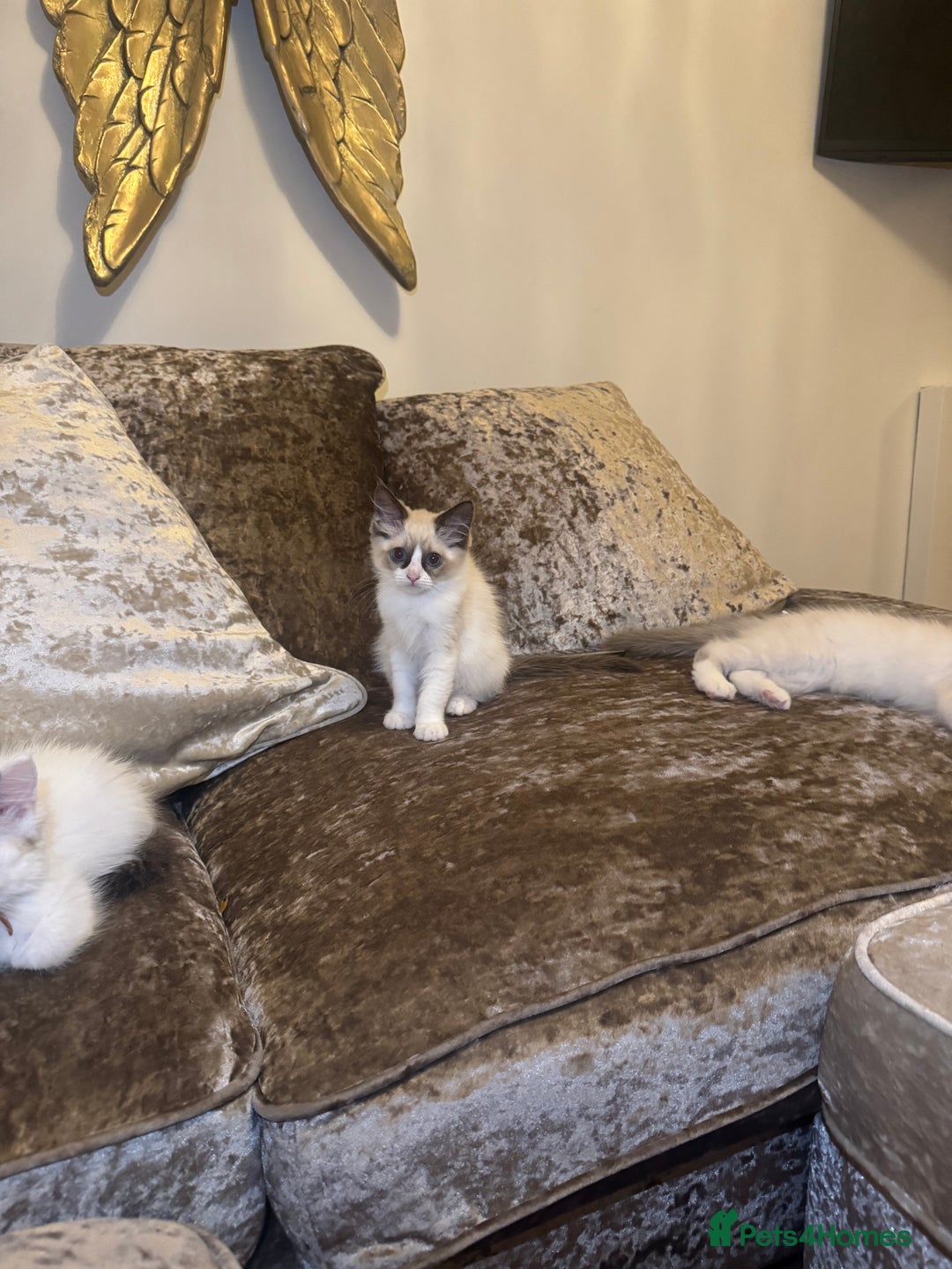 Ragdoll cats for sale: GCCF ragdoll kittens  - Image 7