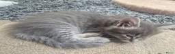 Mixed Breed cats for sale: Ragcoons in Newton-le-Willows - Advert 23