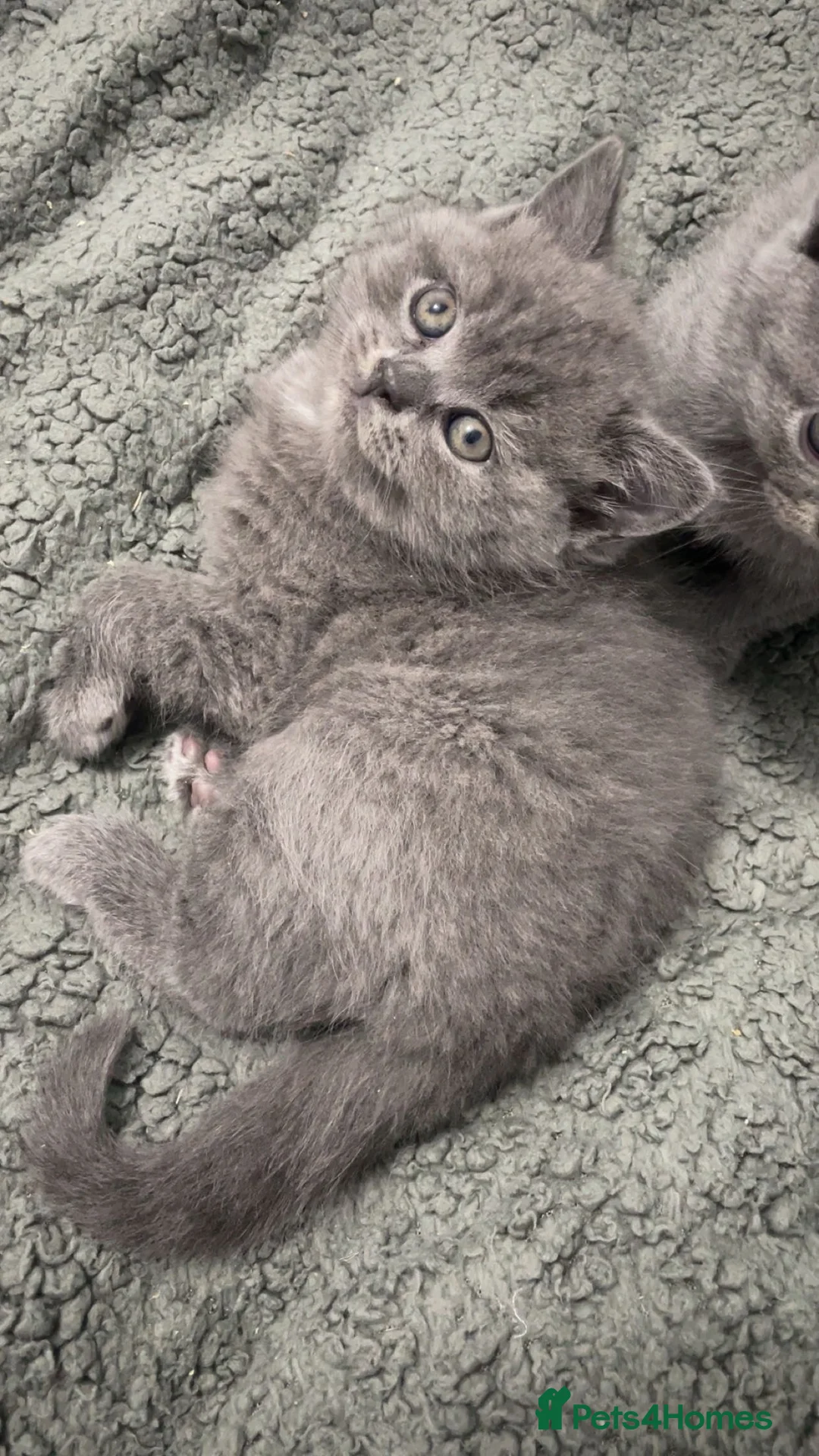 British Shorthair cats for sale: British Shorthair kittens - Advert 6