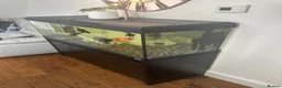 Fancy Goldfish fish for sale: Fluval Roma 240 Aquarium,  in Crook - Advert 5