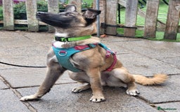 Mixed Breed dogs for adoption: HAZEL  Mixed Breed 8 months - Image 4