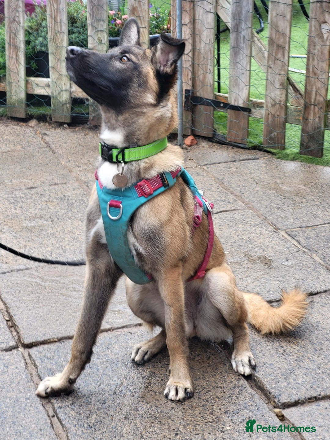 Mixed Breed dogs for adoption: HAZEL  Mixed Breed 8 months - Image 4