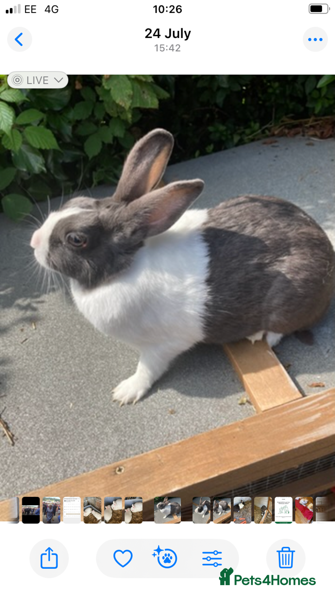 Mixed Breed rabbits for sale:  Dutch cross trx - Advert 2