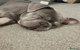 French Bulldog dogs for sale: 7 months old boys  - Image 1