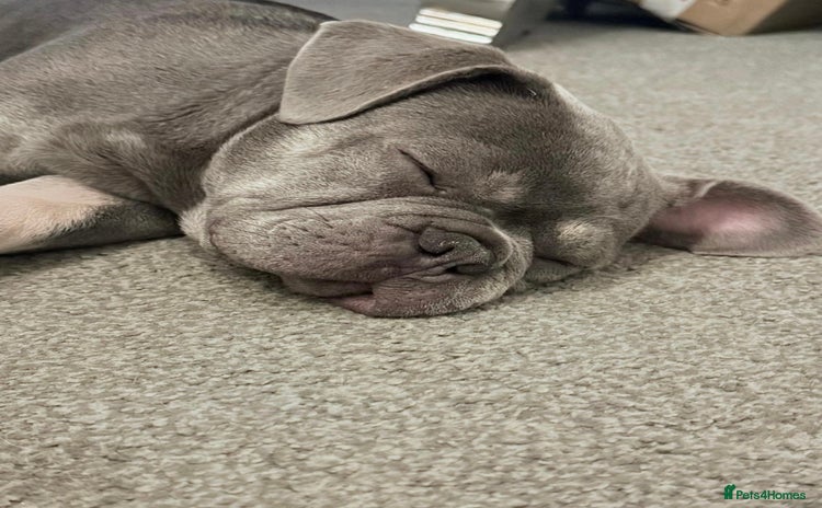 French Bulldog dogs - Advert 16