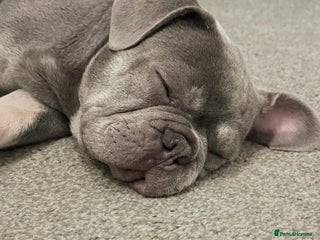 French Bulldog dogs - Advert 22