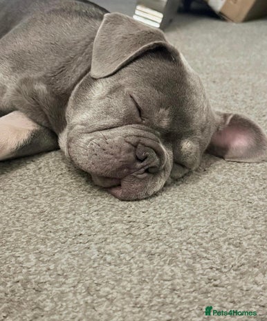 French Bulldog dogs - Advert 31