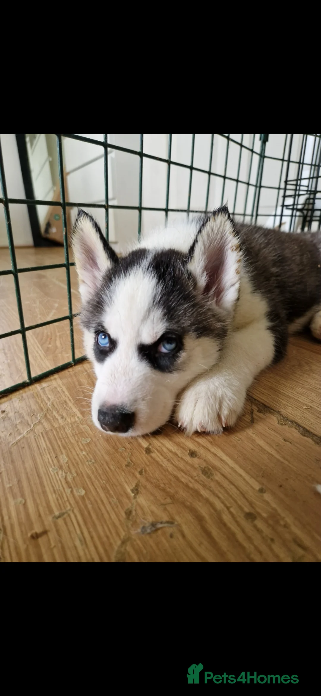 Siberian Husky dogs for sale: 8 Beautiful Siberian Husky puppies 😍 - Advert 1