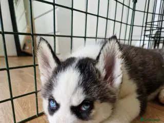 Siberian Husky dogs 8 Beautiful Siberian Husky puppies 😍 - Advert 7