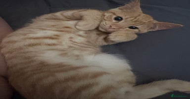 Mixed Breed cats - Advert 3
