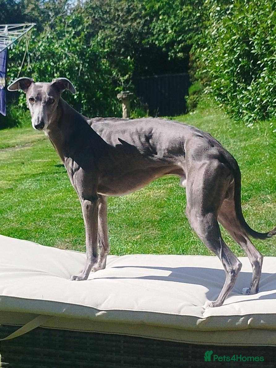 Whippet dogs Blue KC Pedigree whippet - Advert 11