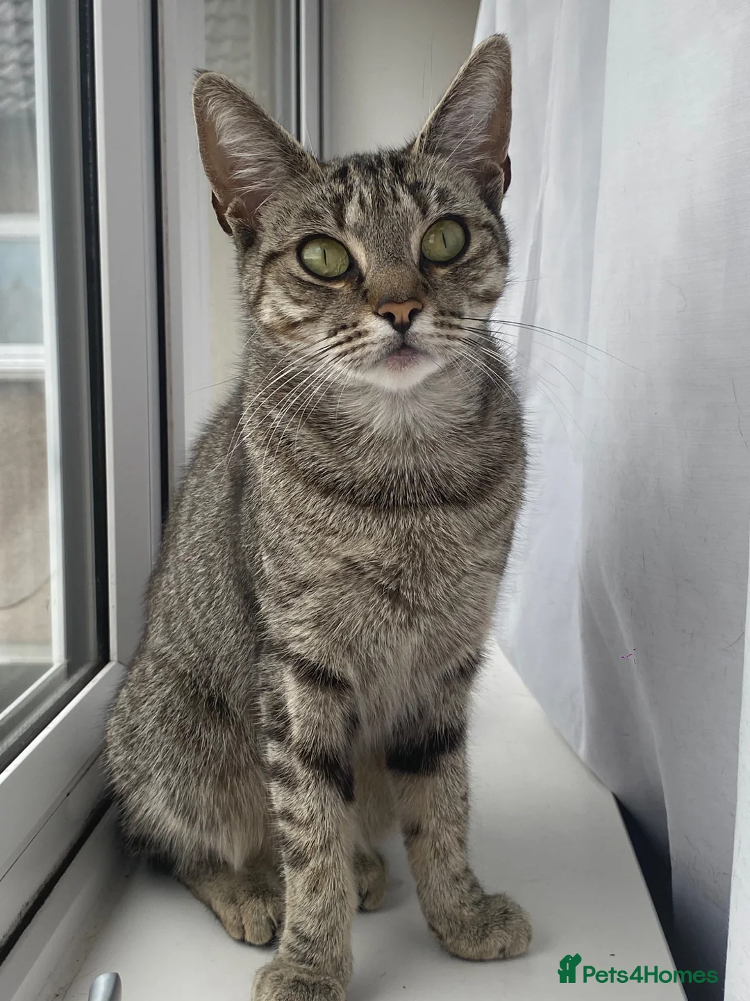Australian Mist cats for sale: beautiful girl in Kirkcaldy - Advert 1