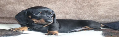 Miniature Dachshund 3