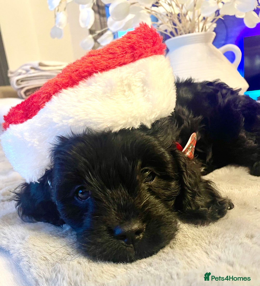 Cavapoo dogs for sale: F1 Cavapoo - Advert 4