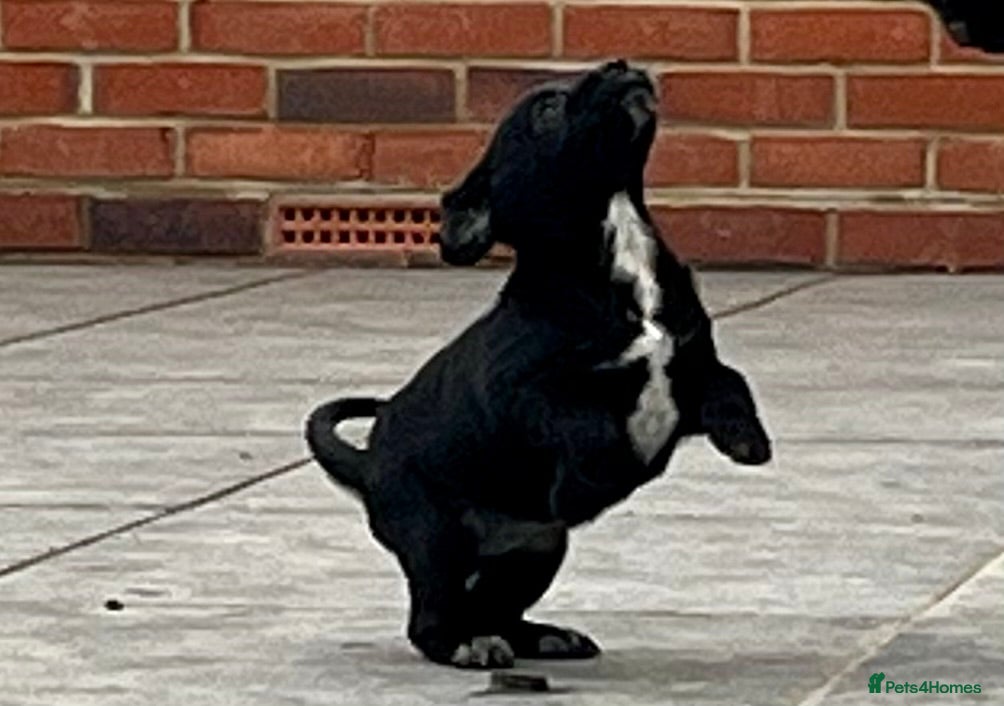 Cockerdor dogs Cockerdor Puppies - Family raised - Advert 1