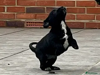 Cockerdor dogs Cockerdor Puppies - Family raised - Advert 1