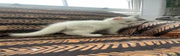 Mixed Breed cats for sale:  Persian kittens for sale  - Advert 22