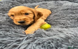Cocker Spaniel dogs for sale: Show Cocker Puppies - Image 13