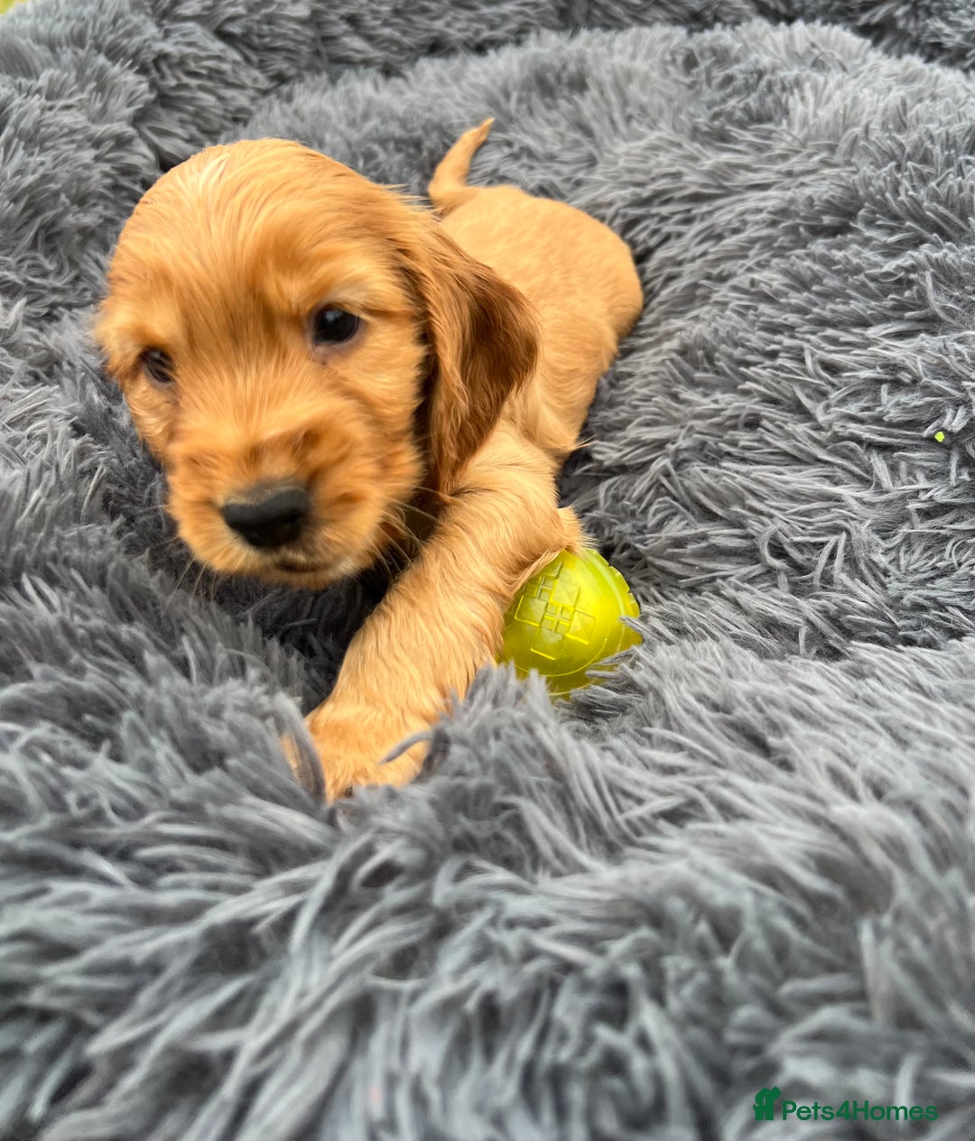 Cocker Spaniel dogs for sale: Show Cocker Puppies - Image 13