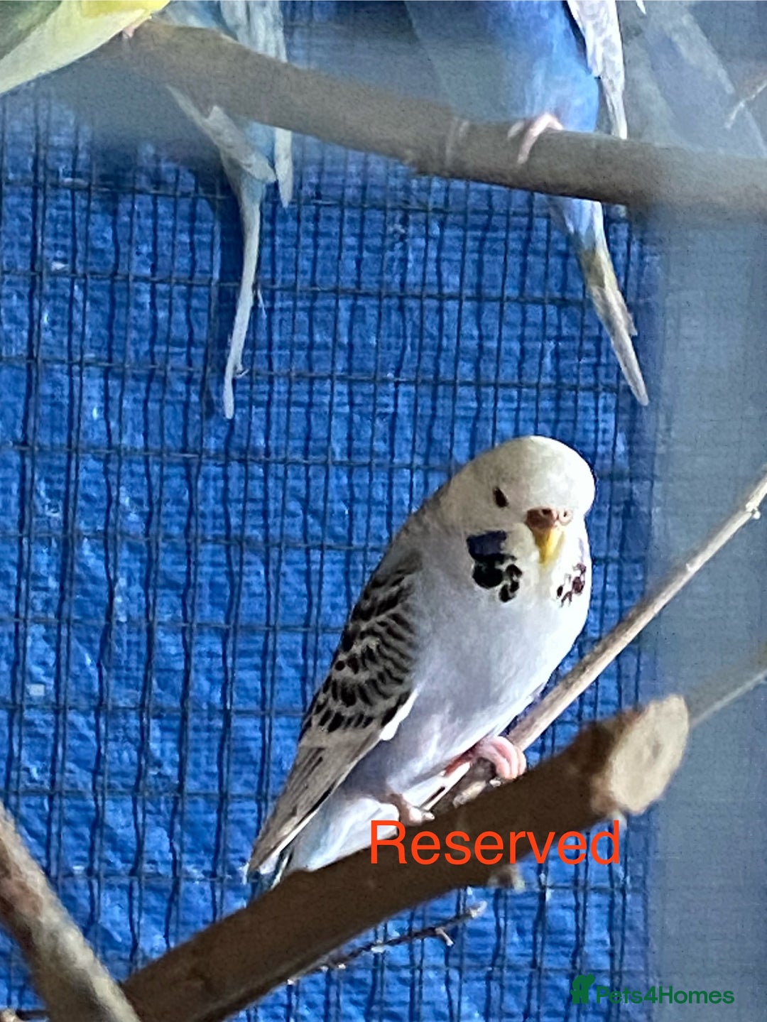 Budgerigars birds for sale: Reserved 2 pairs of budgies (please read full) - Image 5