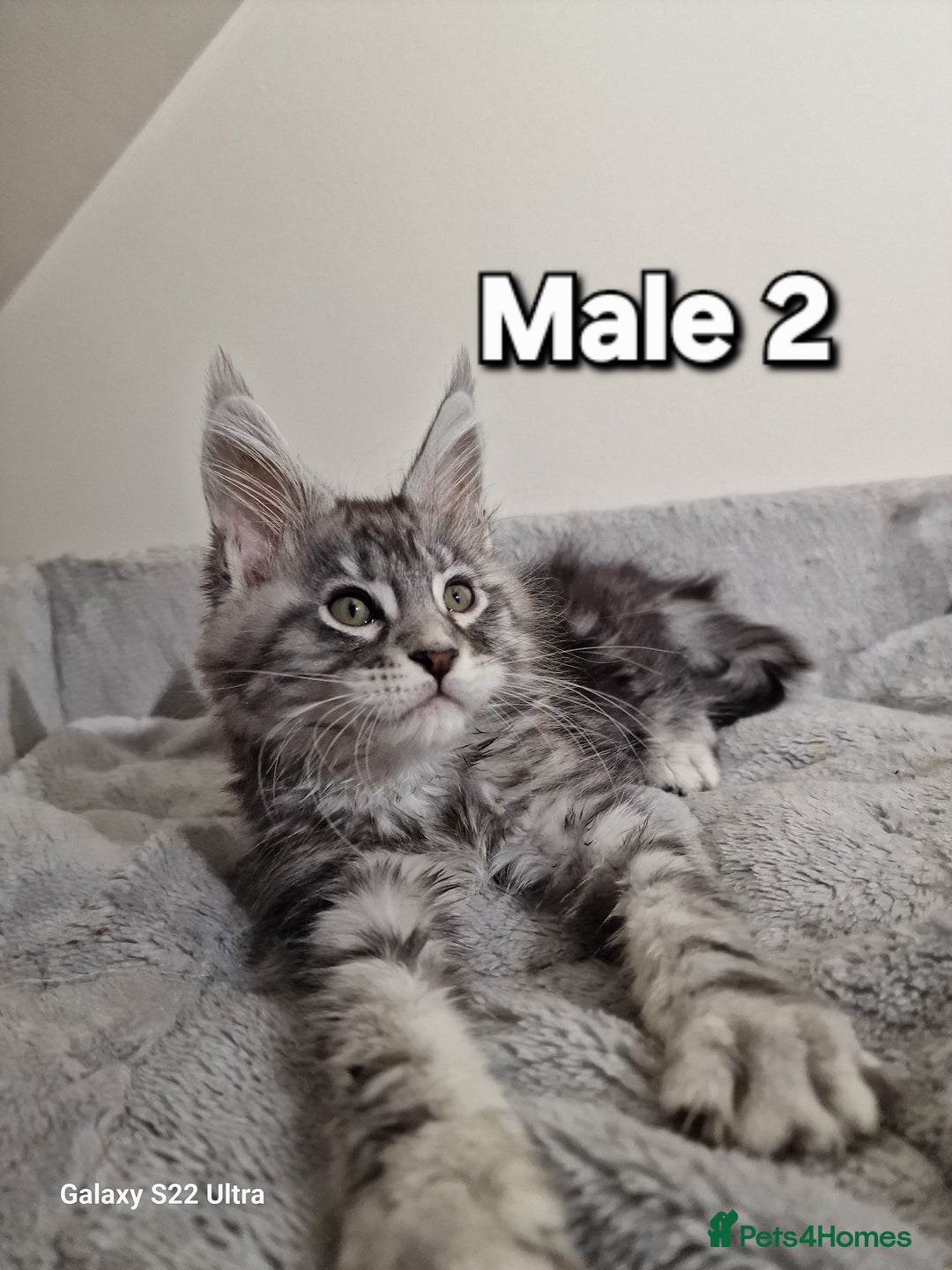 Maine Coon cats for sale: 💥Pure Maine coon😻 - Advert 5