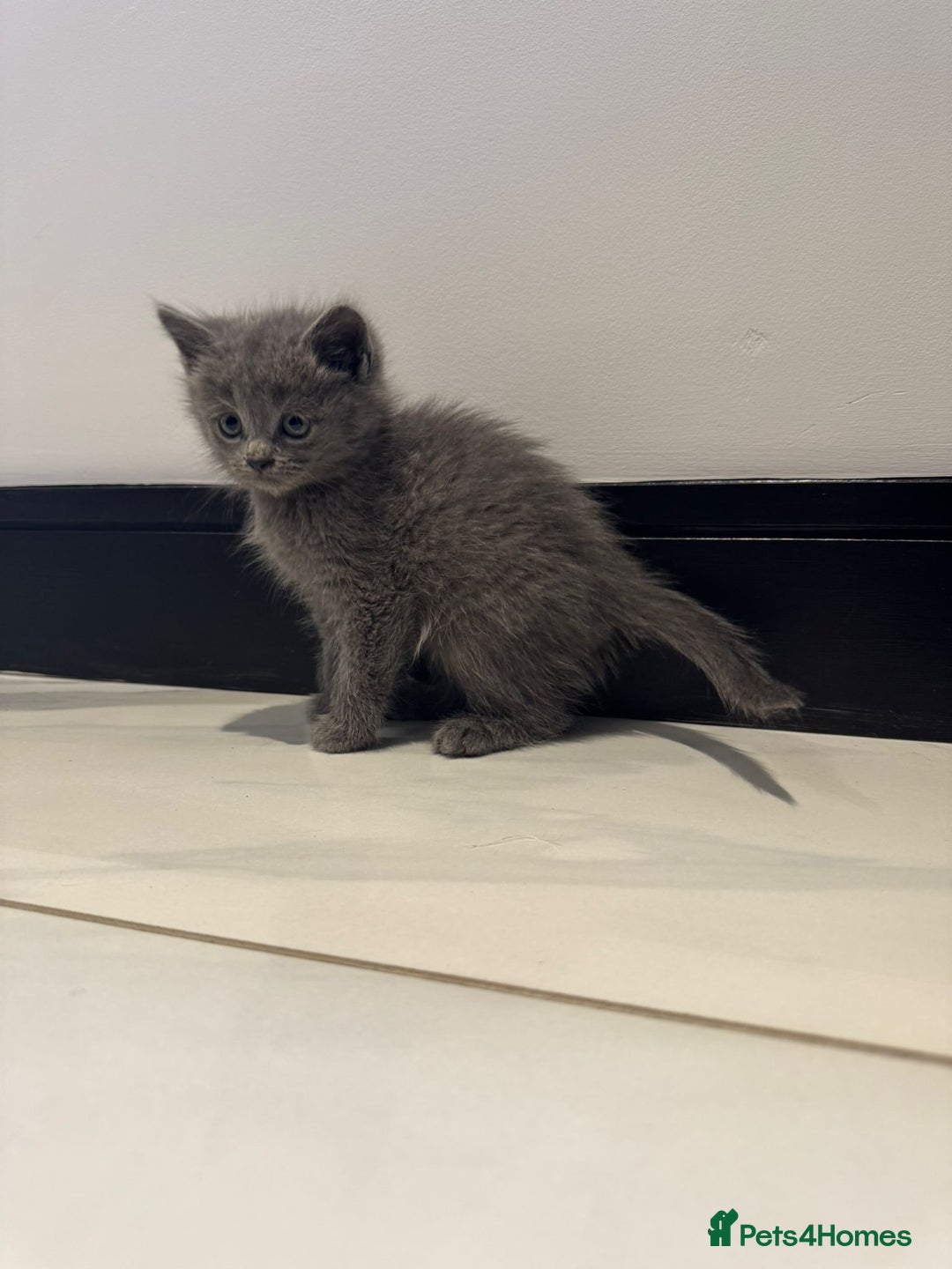 Russian Blue cats for sale: Mixed Russian Blue Kittens – Born 15th October ✨ - Advert 2