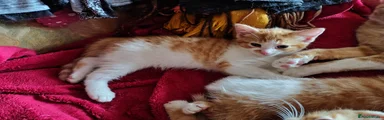 Mixed Breed Kitten 2
