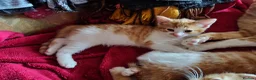 Mixed Breed cats for sale: Two ginger and white kitten's in Glasgow - Advert 5