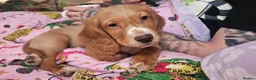 Cocker Spaniel dogs for sale: Casper the friendly dog - Advert 18