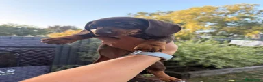 Miniature Dachshund 2