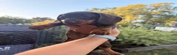 Miniature Dachshund dogs for sale: 3 miniature dachshund puppies - Advert 9