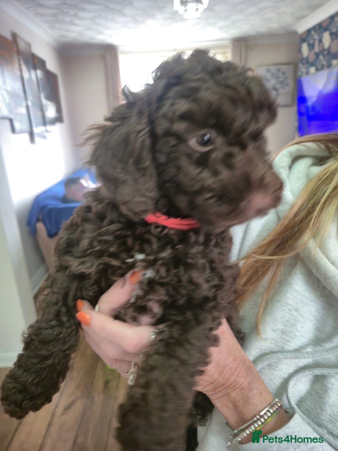 Sproodle dogs for sale: Beautiful Sproodles 1 black girl&1 chocolate boy - Image 10